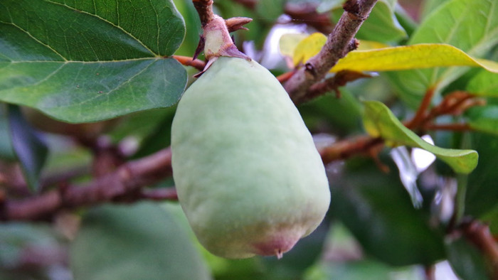 Quả cây trâu cổ