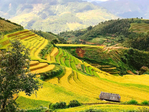 Mùa lúa chín Sa Pa chỉ kéo dài khoảng một tháng, sau đó màu vàng sẽ nhường chỗ cho sắc nâu của ruộng mới gặt. Vì vậy, nếu muốn ghi lại khoảnh khắc vàng đẹp nhất của Tây Bắc, bạn nên lên lịch ngay từ bây giờ. Một chuyến đi không chỉ mang về những bức ảnh đẹp mà còn là kỷ niệm ấm áp về tình người nơi núi rừng. Ảnh: Internet
