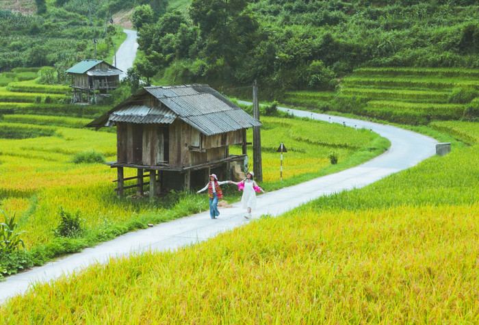 Buổi chiều, bạn có thể tản bộ giữa bản làng, ngắm những mái nhà gỗ thấp thoáng trong biển lúa vàng, hít hà mùi rơm rạ phảng phất trong gió. Ảnh: báo Lao Động
