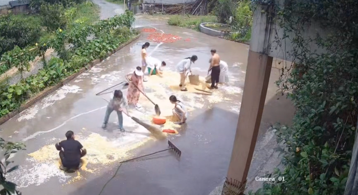 Cả nhà cuống cuồng 'cứu' thóc giữa cơn mưa ập tới Ảnh 2