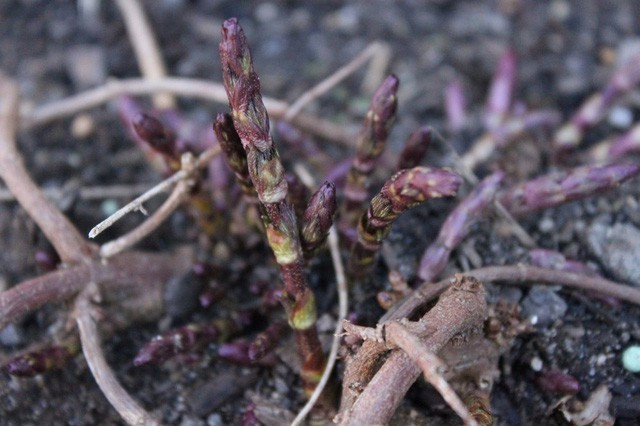 Chồi hoa bia trở thành đối tượng săn lùng của giới sành ăn. (Ảnh Pixabay)