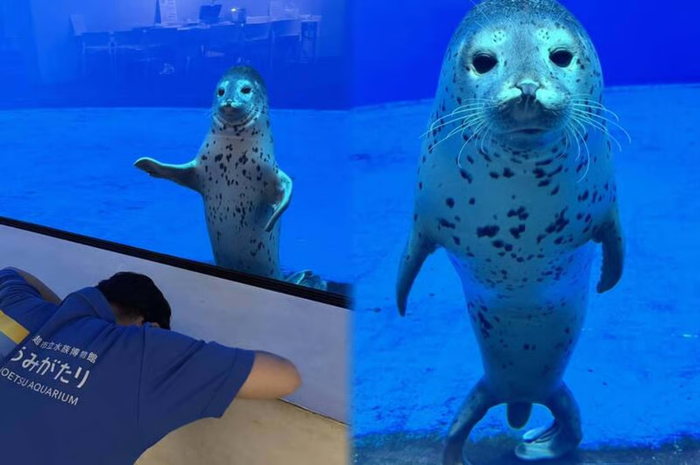 Bị gọi nhầm tên, chú hải cẩu phản ứng khiến mạng xã hội 'dậy sóng' Ảnh 1