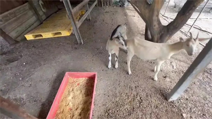 120 con dê chết đột ngột trong vòng 2 ngày, chủ trang trại sững sờ sau khi kiểm tra camera Ảnh 1