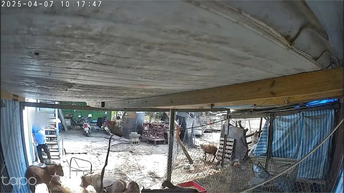 120 con dê chết đột ngột trong vòng 2 ngày, chủ trang trại sững sờ sau khi kiểm tra camera Ảnh 3