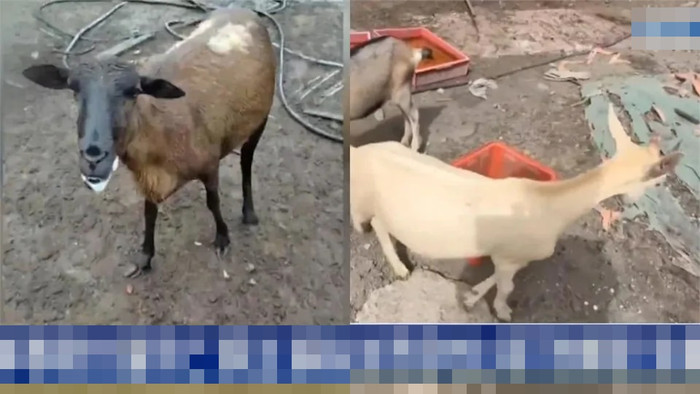 120 con dê chết đột ngột trong vòng 2 ngày, chủ trang trại sững sờ sau khi kiểm tra camera Ảnh 2