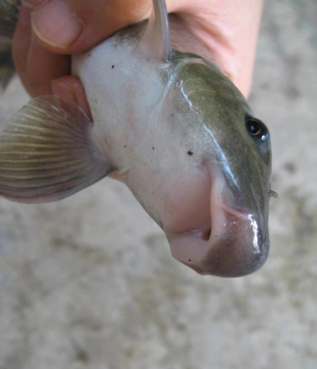 Loại cá này có đôi môi bành dày và đây cũng là bộ phận khiến dân sành ăn thích mê. (Ảnh từ Sức khỏe đời sống)