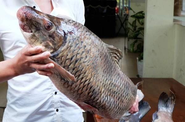 Cá anh vũ được giới sành ăn săn lùng. (Ảnh từ Dân Việt)