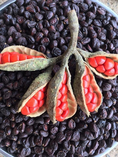 Quả xưa chỉ rụng dưới gốc, nay thành đặc sản được săn lùng, giá 3 triệu đồng/kg Ảnh 4