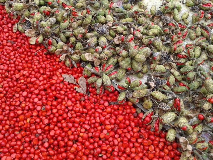 Quả xưa chỉ rụng dưới gốc, nay thành đặc sản được săn lùng, giá 3 triệu đồng/kg Ảnh 3