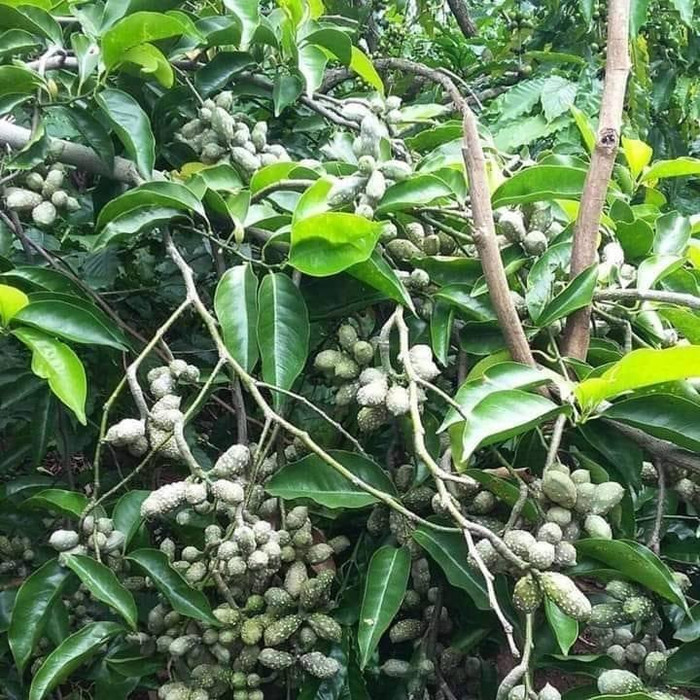 Hình ảnh cây dổi nếp.