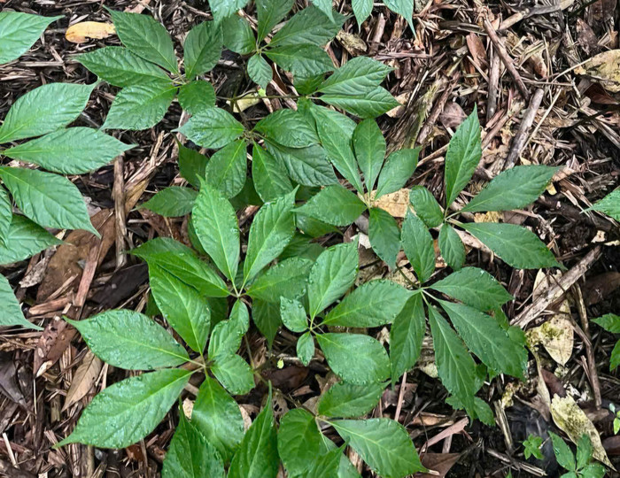 Loại lá siêu đắt chỉ có duy nhất ở Việt Nam, sấy khô có giá 150 triệu đồng/kg Ảnh 3