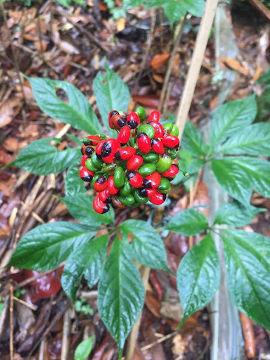 Loại lá siêu đắt chỉ có duy nhất ở Việt Nam, sấy khô có giá 150 triệu đồng/kg Ảnh 2