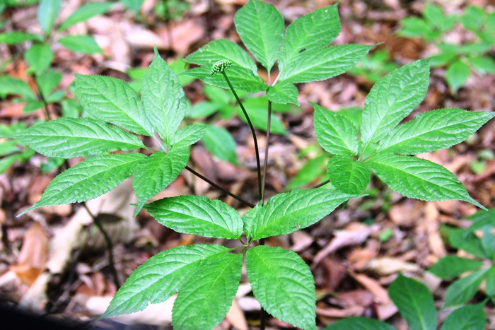 Loại lá siêu đắt chỉ có duy nhất ở Việt Nam, sấy khô có giá 150 triệu đồng/kg Ảnh 1