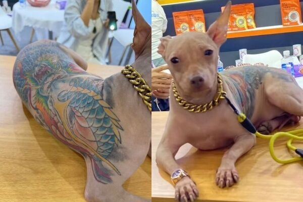 Con chó không lông bị xăm kín người khiến dân mạng phẫn nộ Ảnh 2