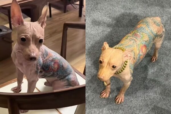 Con chó không lông bị xăm kín người khiến dân mạng phẫn nộ Ảnh 3