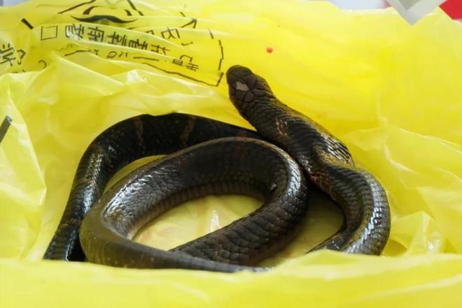 Cụ ông 78 tuổi bị rắn hổ mang chúa cắn, gia đình kéo con rắn dài hơn 2m đến thẳng bệnh viện Ảnh 1