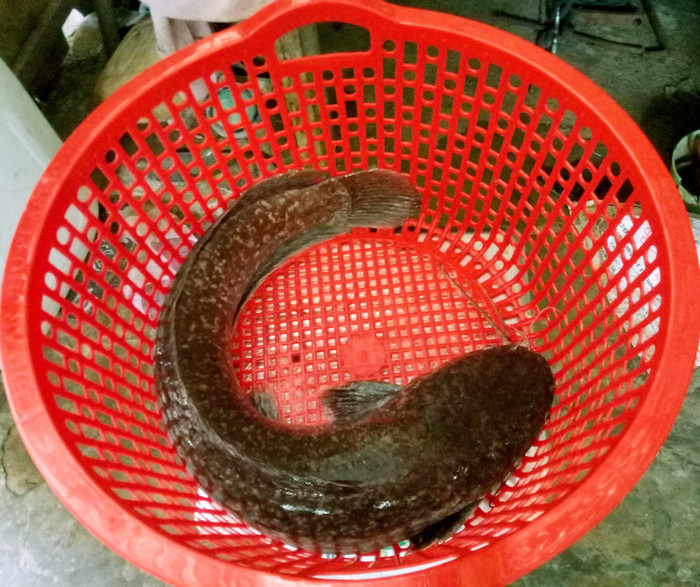 Nhiều người cho rằng cá trê 'bẩn' nên ngại ăn. (Ảnh từ Thanh Niên)