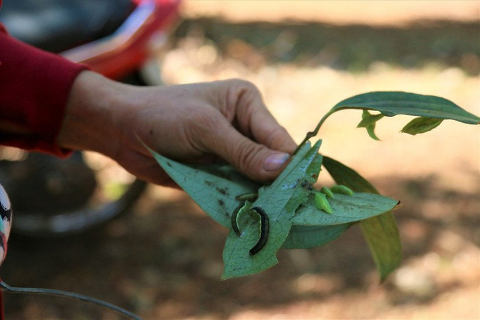 'Tôm rừng' Tây Nguyên: Ngoại hình khiến nhiều người rùng mình nhưng không phải muốn mua là được Ảnh 2