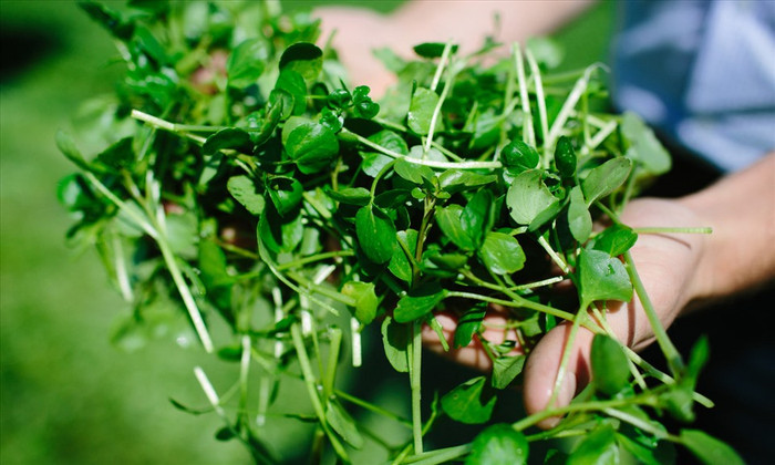 Rau cải xoong thường bị chê bẩn bởi chúng được trồng ở vùng nước ẩm thấp, nơi có nhiều ký sinh trùng.