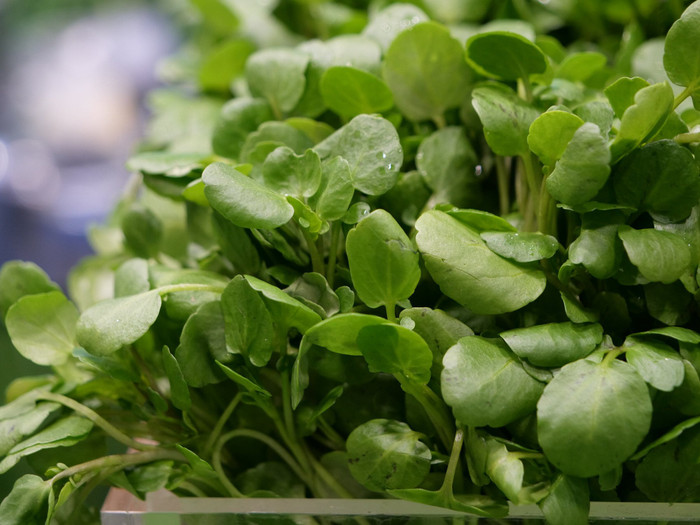 Thế giới tôn vinh loại rau này như 'siêu thực phẩm'.