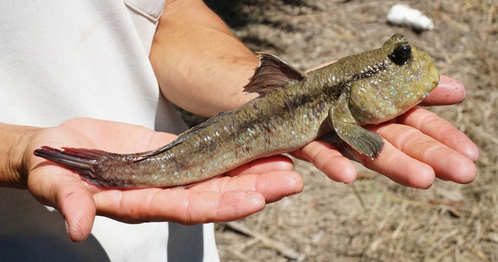 Cá thòi lòi là đặc sản độc đáo của miền Tây. (Ảnh minh họa từ Tuổi Trẻ)