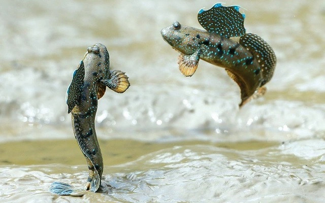 Cá thòi lòi là loài lưỡng cư, có thể sống trên cạn và dưới nước. (Ảnh minh họa từ Dân Việt)