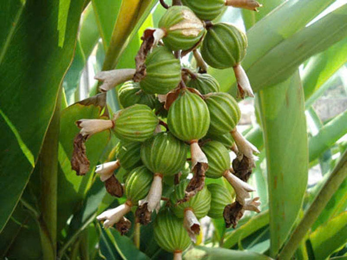 Loại quả mọc dại ở Việt Nam ít người biết, nước ngoài săn lùng với giá 1.2 triệu đồng/1kg Ảnh 1