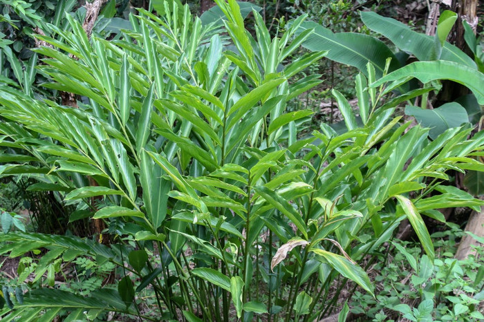 Loại quả mọc dại ở Việt Nam ít người biết, nước ngoài săn lùng với giá 1.2 triệu đồng/1kg Ảnh 3