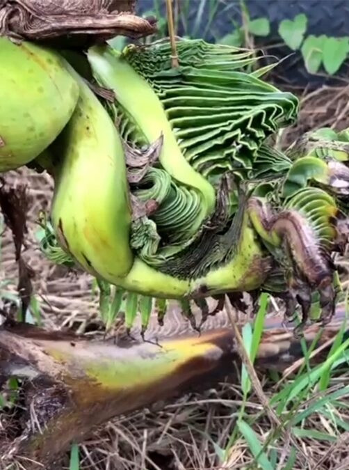 Xôn xao cây dừa mọc ra tàu lá kỳ dị, người dân kéo nhau đến xem Ảnh 2