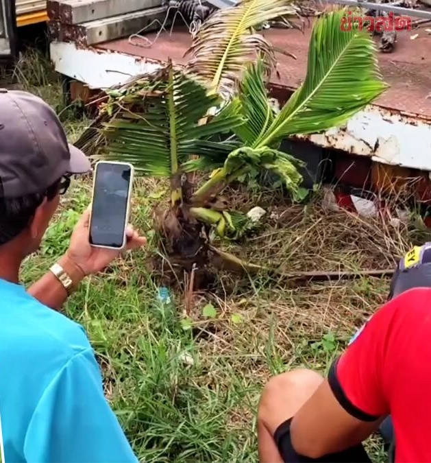 Xôn xao cây dừa mọc ra tàu lá kỳ dị, người dân kéo nhau đến xem Ảnh 1