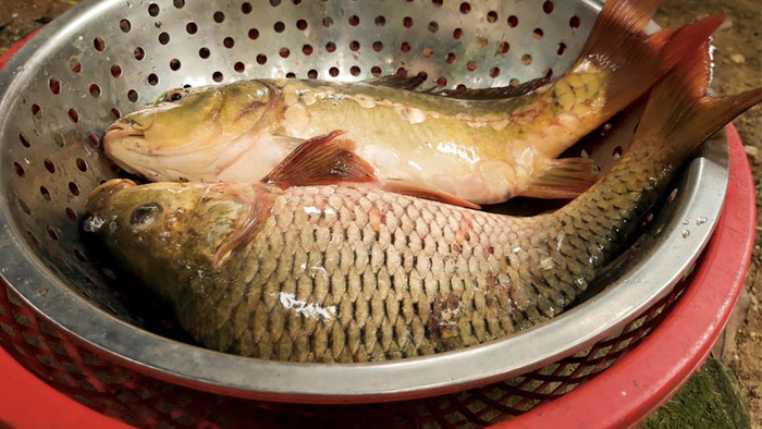 Cá chép được cho là chứa protein nhiều hơn cả cá hồi. (Ảnh minh họa từ Dân Việt)