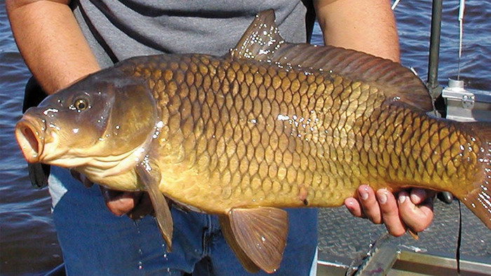 Cá chép gắn bó mật thiết với văn hóa ẩm thực của nước ta. (Ảnh minh họa từ phunuvietnam)