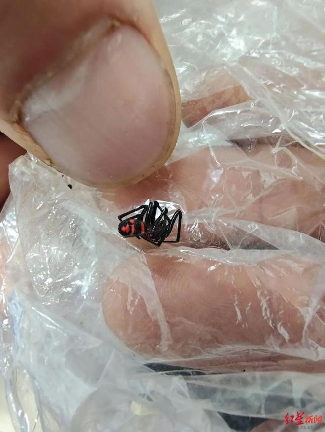 Bị con vật hiếm cắn vào lưng, nam thanh niên rơi vào tình trạng nguy kịch Ảnh 1