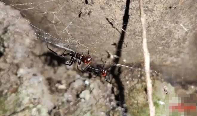 Bị con vật hiếm cắn vào lưng, nam thanh niên rơi vào tình trạng nguy kịch Ảnh 2