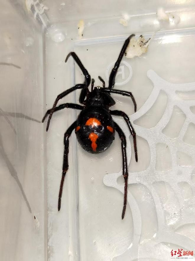 Bị con vật hiếm cắn vào lưng, nam thanh niên rơi vào tình trạng nguy kịch Ảnh 3