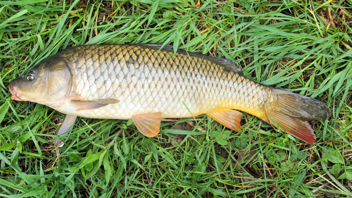 Nhiều người tin rằng mật cá (túi dịch xanh đậm trong cơ thể cá) có thể là một loại “thần dược” giúp bồi bổ sức khỏe. (Ảnh minh họa từ Zhoushi108)