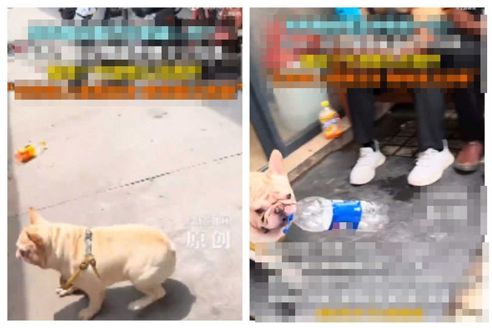 Chú chó gây sốt với công việc 'tay trái', kiếm được hàng chục triệu đồng Ảnh 1