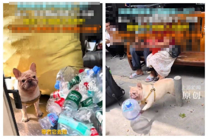 Chú chó gây sốt với công việc 'tay trái', kiếm được hàng chục triệu đồng Ảnh 2