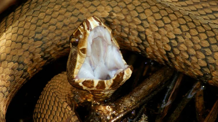 Nuốt mật rắn để bồi bổ, người đàn ông phát hiện dị vật dài 18 cm trong não Ảnh 1