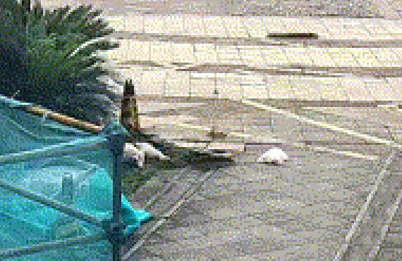 Người phụ nữ ném hai con chó từ tầng 21 xuống đất, lời khai gây phẫn nộ Ảnh 1