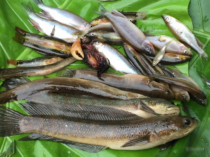 Cá tràu được người dân địa phương chế biến thành nhiều món như cháo cá tràu, cá tràu nướng than hồng, cá hấp lá chuối. (Ảnh minh họa từ 24H)