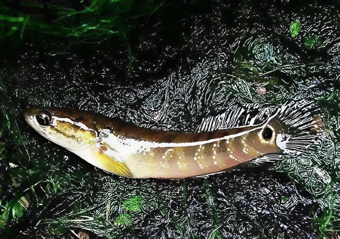 Cá tràu thuộc họ cá quả (hay cá chuối), có thân tròn, chắc nịch, màu sắc sẫm và lớp da bóng mượt. Loại cá này sinh sống chủ yếu trong các hang đá ngập nước ở Hoa Lư. (Ảnh từ Người Đưa Tin)