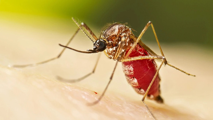 Loại virus này thường do muỗi Aedes aegypti và Aedes albopictus - hai loài muỗi cũng gây ra bệnh sốt xuất huyết - làm vật trung gian. (Ảnh minh họa từ CDC)