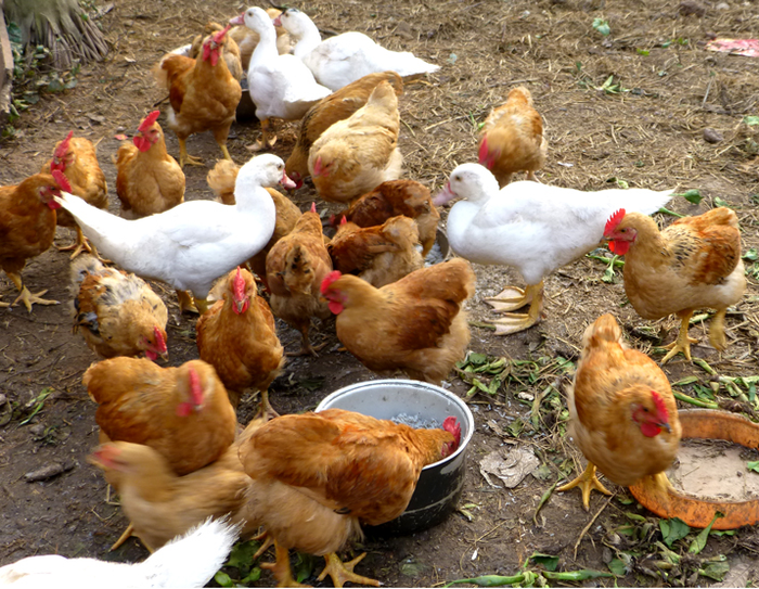 Ảnh minh họa (Internet).