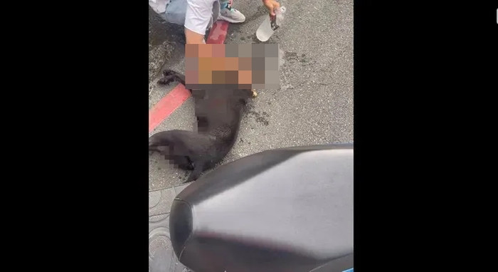 Con chó bị người đàn ông 81 tuổi chạy xe máy kéo lê 300 mét, lời khai gây phẫn nộ Ảnh 1