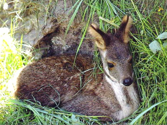 Hươu xạ (Ảnh: Internet).