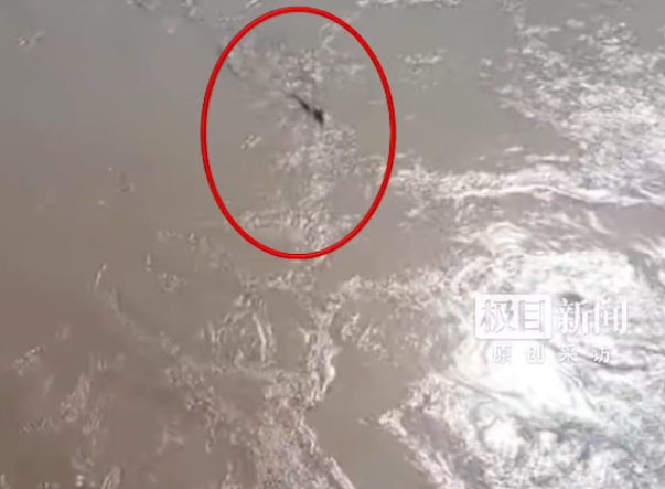 Bắt gặp con 'thủy quái' bơi vùn vụt dưới sông, người đàn ông thốt lên: 'Phải rồng không?' Ảnh 2