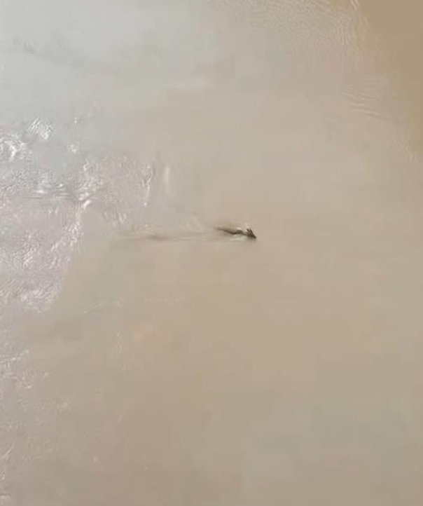 Bắt gặp con 'thủy quái' bơi vùn vụt dưới sông, người đàn ông thốt lên: 'Phải rồng không?' Ảnh 1