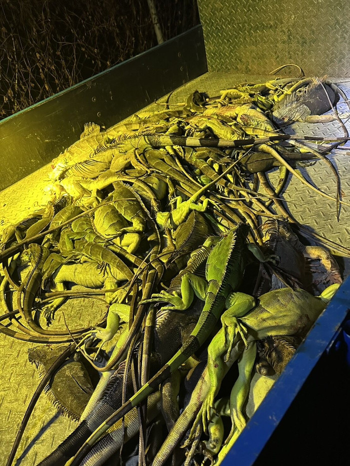 Nông dân hợp sức tiêu diệt một loài vật, gần 100 con bị bắt chỉ trong một đêm Ảnh 3