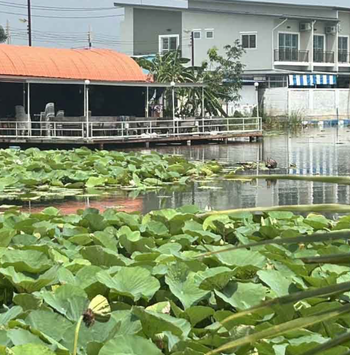 Nghe lời bạn nhậu thách thức bơi qua ao sen, nam thanh niên gặp sự việc thương tâm Ảnh 2